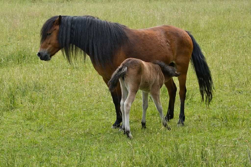 Ciri-ciri memiliki kuda berkembang melahirkan dengan cara hewan biak ini KLIPING HEWAN