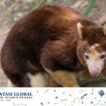 Mengenal 10 Hewan Endemik Indonesia yang Terancam Punah